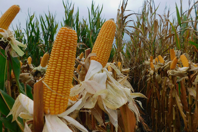 Wstąp na Dni Pola i skorzystaj z wiedzy